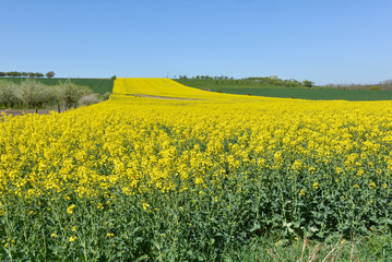 Fototapeta premium Colza et mirabelliers en fleurs