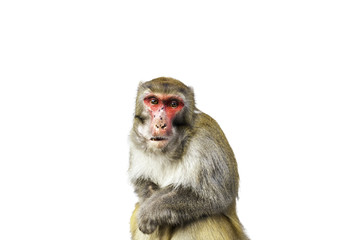 Monkey in Zhangjiajie National Geological Park in white brackground