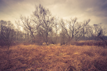 Obraz premium Brown meadow with bare november trees, vintage photo