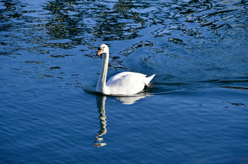 Schwan mit Spiegelung auf blauem Wasser