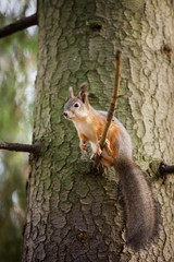 Naklejka na ściany i meble Eurasian red squirrel in the tree
