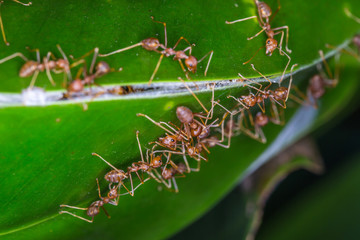 close up of red ants live on green leaf