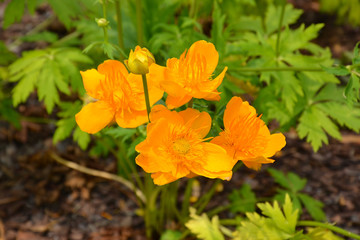 Obraz premium Yellow flowers