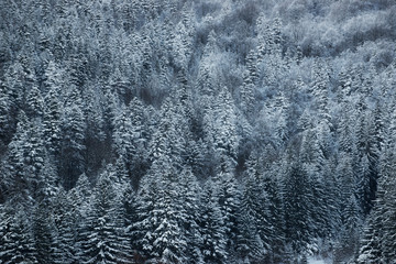 Beautiful winter landscape with snow covered trees.