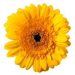 Yellow flower