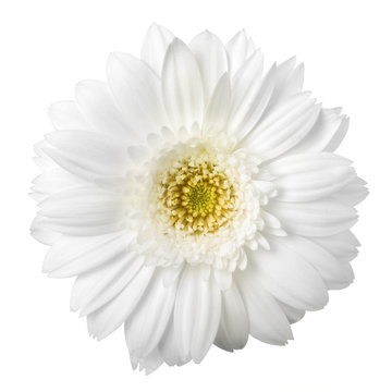 Fototapeta White flower