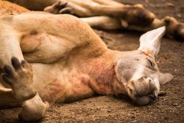 Photo sur Plexiglas Kangourou 寝ているカンガルー