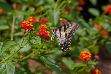 Monarch on lantana