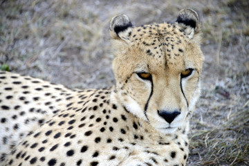 Cheetah, Hluhluwe, South Africa