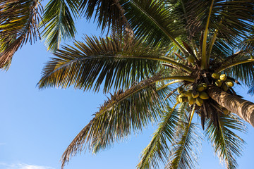 Palm trees on the beach at dawn in Sri Lanka