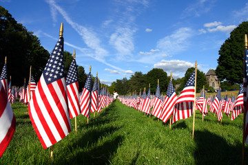 Field of American Flags .. - obrazy, fototapety, plakaty