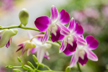 Fototapeta na wymiar Beautiful orchid flower in Thai garden.