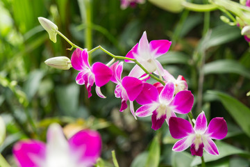 Fototapeta na wymiar Beautiful orchid flower in Thai garden.