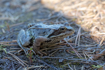 Toad in the coniferous forest