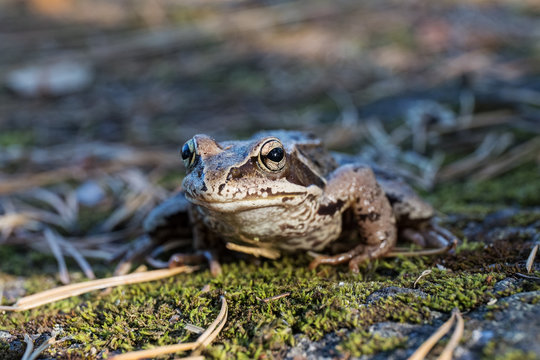 portrait of toad