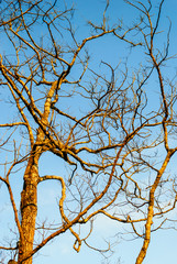 Shed leaves tree against sky