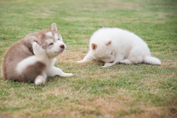 siberian husky puppies scratching on green grass