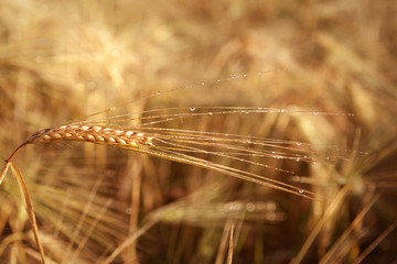 Agriculture field cereal