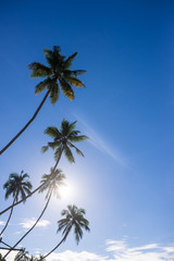 Palm trees on the beach at dawn in Sri Lanka