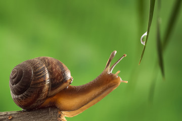 Garden snail reaches for a drop of dew on the grass