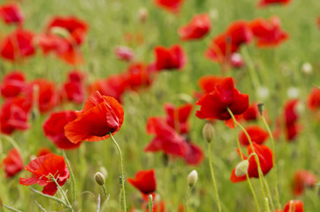 Red long-headed poppy field, blindeyes, Papaver dubium. Blooming flower in a natural environment