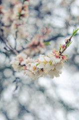 Cheery blossom flowers on spring day. Beauty flowers
