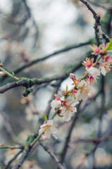 Cheery blossom flowers on spring day. Beauty flowers