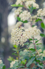 Cheery blossom flowers on spring day. Beauty flowers