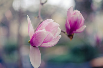 Magnolia flowers in Yalta. Pink magnolia flowers