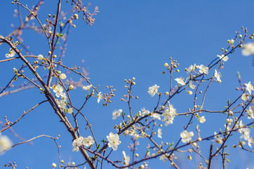 Cheery blossom flowers on spring day. Beauty flowers