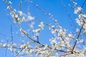 Cheery blossom flowers on spring day. Beauty flowers