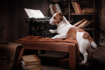 Dog Jack Russell Terrier