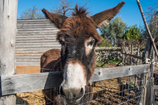 Donkey on a farm
