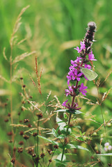 purple wild flower