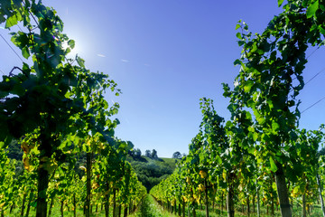 Beautiful alsacien autumnal landscape with green hills and viney