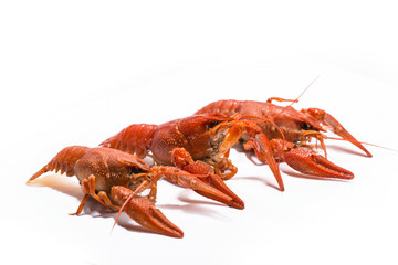 Boiled crawfish is isolated on a white background