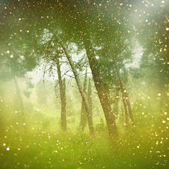 abstract blurred dreamy mystery fairy woods and glitter bokeh lights. filtered image and textured.
