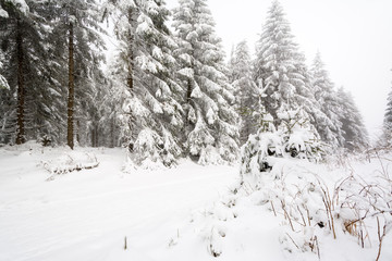 Thüringer Wald - Schneekopf