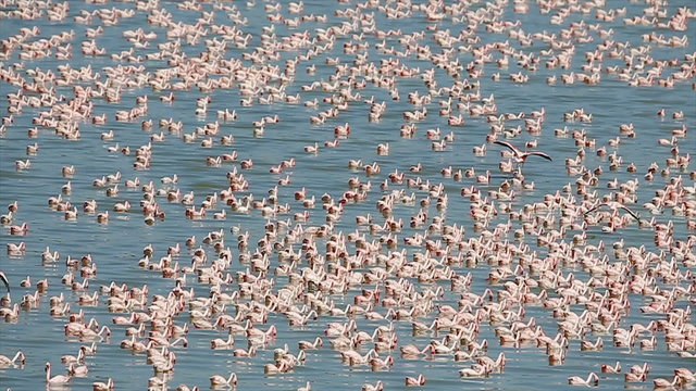 Large amount of flamingos in Africa