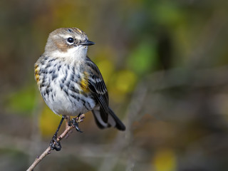Male Yellow-rumped Warbler