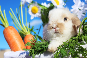 Fototapeta premium bunny