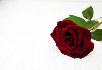 Fresh Red rose