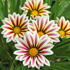 Gazanias