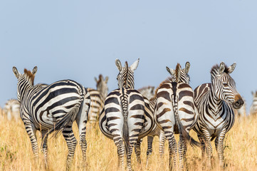 Zebras in der Masai Mara