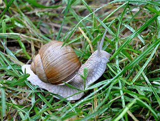 Snail in the grass