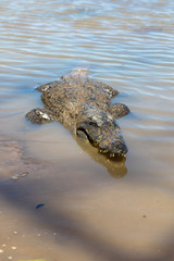 Fototapeta premium Sacred crocodile, Burkina Faso