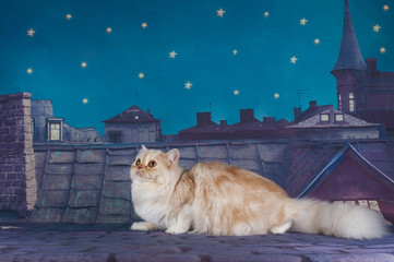 Scottish straight cat on roof