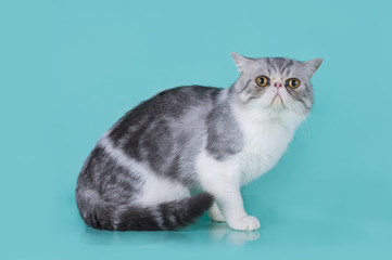 Persian kitten on blue background isolated