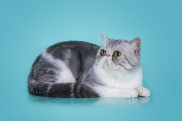 Persian kitten on blue background isolated