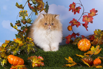 Red Persian kitten playing on the grass beautiful autumn day
